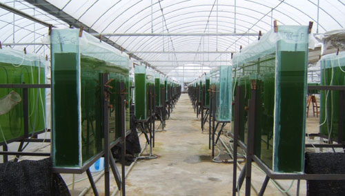 养殖雨生红球藻(天然虾青素)的生产过程：扩种阶段